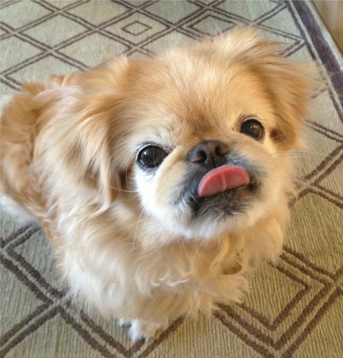 tonguedog